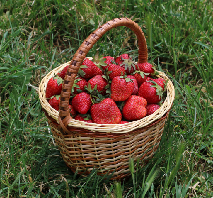 lowest calorie fruits